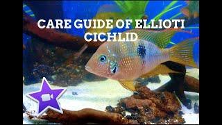 New World Cichlids | Ellioti fish | Complete Care and Guide