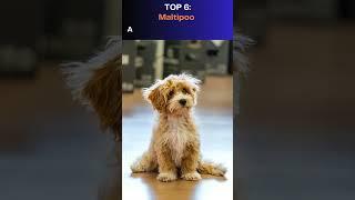 Top 10 Cutest Dog Breeds You’ve Never Heard Of