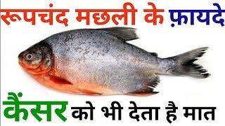 Roopchand Fish Benefits For Human || Red Bellied Piranha Fish Benefits