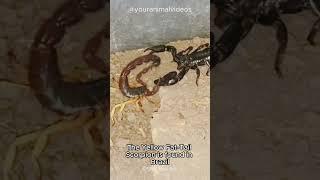 Yellow Fat Tailed Scorpion