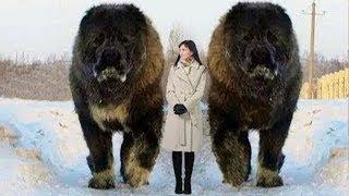 10 Abnormally Large Dogs Around The World!