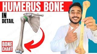 humerus bone anatomy 3d | anatomy of humerus bone attachments anatomy | bones of upper limb