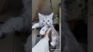 Beautiful Maine Coon Kitten