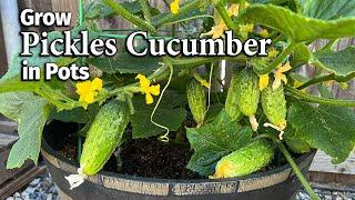 How to Grow Pickles Cucumber from Seed in Pots - Homemade Pickles Cucumber | Easy Planting Guide