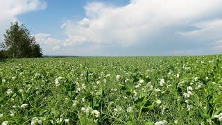 CDC Horizon Forage Pea Variety