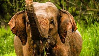 Wildlife At The Great Elephant Project | The Great Projects