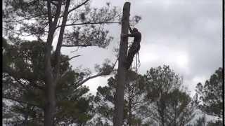 Marietta Tree Service® | Tree Removal -Tree Trimming (770) 912-4033