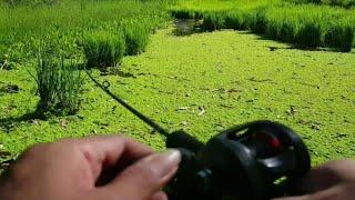 ASYIK NYA SENSASI CASTING GABUS DI SAWAH