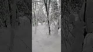 Много снега в лесу Ногинского лесничества