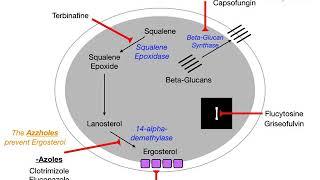 Antifungals