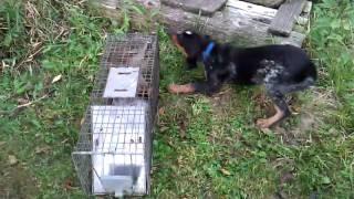 Bluetick coonhound puppy training