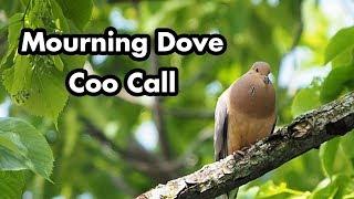 Mourning Dove Cooing Sound Call In A Tree - Bird Calls and Sounds - A Bird Sitting In A Tree