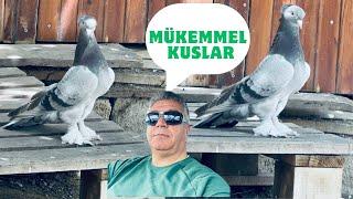 Böyle Kuşları İlk Defa Görüyorum Siz Hiç Bu Güzellikte Kuş Gördünüzmü.?