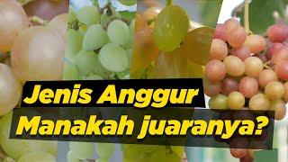 Anggur terbaik ,layak atau tidak untuk ditanam dirumah | Versi mixgrape