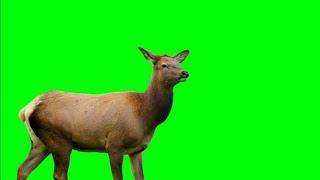 Deer Animal Green Screen Video Overlay HD Footage No Copyright | Chroma Key