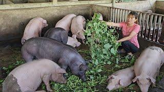 Take care of pigs, provide green food for pigs to grow quickly. ( Ep 273 )