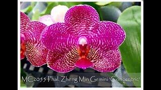 Episode 77 Fall/Winter Care of Novelty Phalaenopsis Species