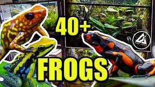 RAREST FROGS IN THE COUNTRY!! | Frog Room Tour 2021!!