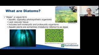 Melissa Vaccarino - Diatoms 101