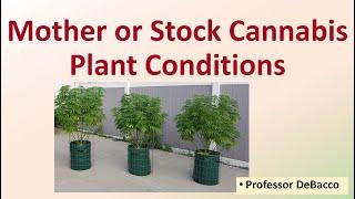 Mother or Stock Cannabis Plant Conditions