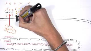 Insulin Signalling Pathway Minardo