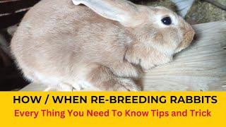 Rabbit Farming: Rebreeding rabbits after kindling | When to rebreed rabbits | Rebreeding the Doe