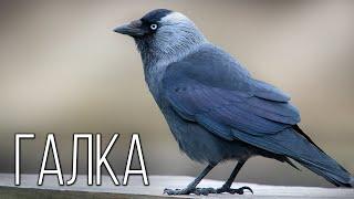 Jackdaw: A clear-eyed relative of the crow | Interesting facts about birds