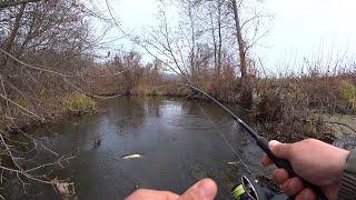 Went for pike fishing and didn't regret it. Spinning in November.