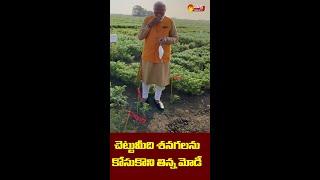 #Short | Modi Eat Chana in ICRISAT | Hyderabad | Sakshi TV Live