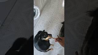 Did I Not Say Only A Small Bite??? #pets #dog #funny #viralshorts #dogvideos