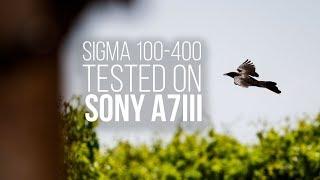 A Cheap Telephoto Zoom Lens for Sony a7III? |  Sigma 100-400mm