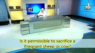 Can we sacrifice a Pregnant Sheep or Cow? - Sheikh Assim Al Hakeem