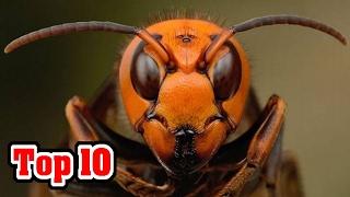 Top 10 MOST INVASIVE Species Caused By Man