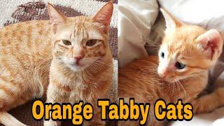 Thing's you didn't know about Orange Cats - Ginger Cats- Different tabby configurations!