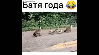 Смешные утки