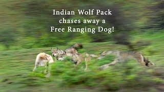 Indian Wolf pack chases away a Free Ranging Dog!