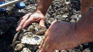 Parasite found in P.E.I. oysters sparks investigation