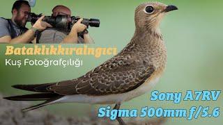 Kuş Fotoğrafçılığı Vlog | Sony A7RV - Sigma 500mm f/5.6