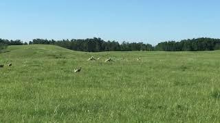 Prairie Chickens