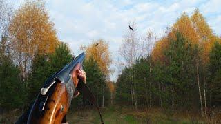 Охота на тетерева осенью с подхода.  Black grouse hunting. Охота 2021.