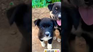 Cute  puppy status  shivaring with love । doglovers #dog #funnyvideo #cat