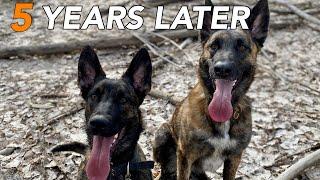 What I learned after 5 years of ownership with my Dutch Shepherd dogs..