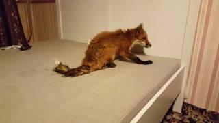 Tiki the fox after a bath (Day 126)