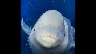 Top Ten Mind Blowing facts of Beluga Whales