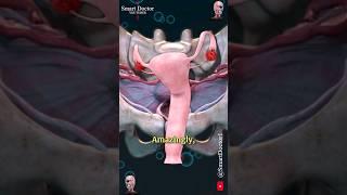 Uterus and Ovary | Captivating Pelvic Panorama ‍️