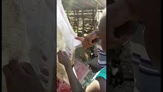 #short African village Christmas #2022 Traditional goat slaughter#Lunch Life in rural area.