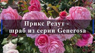 Прикс Редут - шраб из серии Generosa. Питомник растений Е. Иващенко