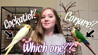 Cockatiel vs. Conure: Which Bird is Right for You?
