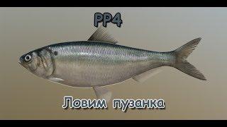 Русская Рыбалка 4 (Russian Fishing) Пузанок #1