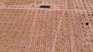 80,000 palm trees in the Iraqi desert